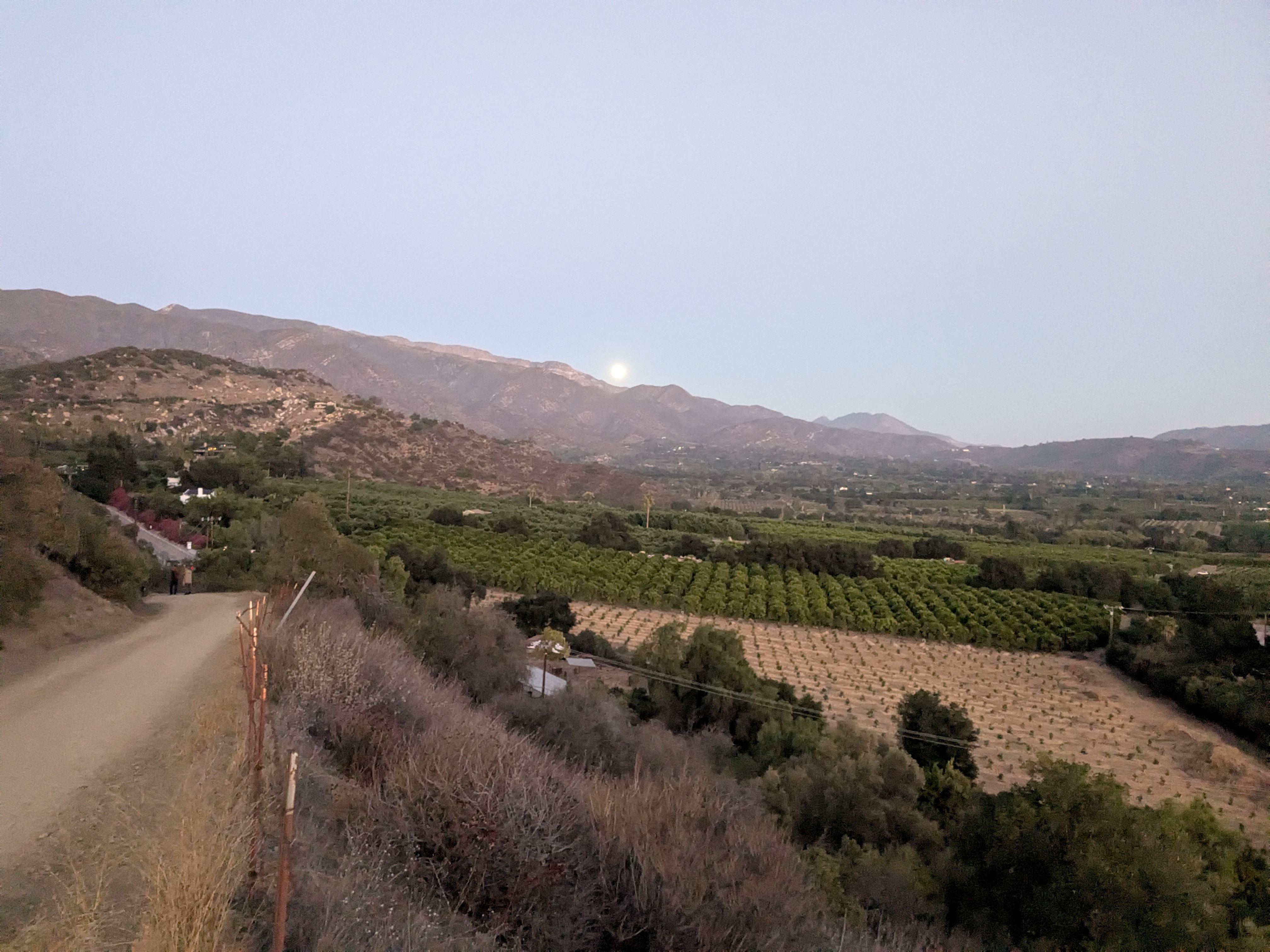 Moonrise over Ojai citrus orchards